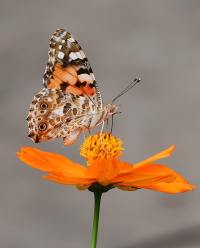桔花蝴蝶的选择性聚焦摄影